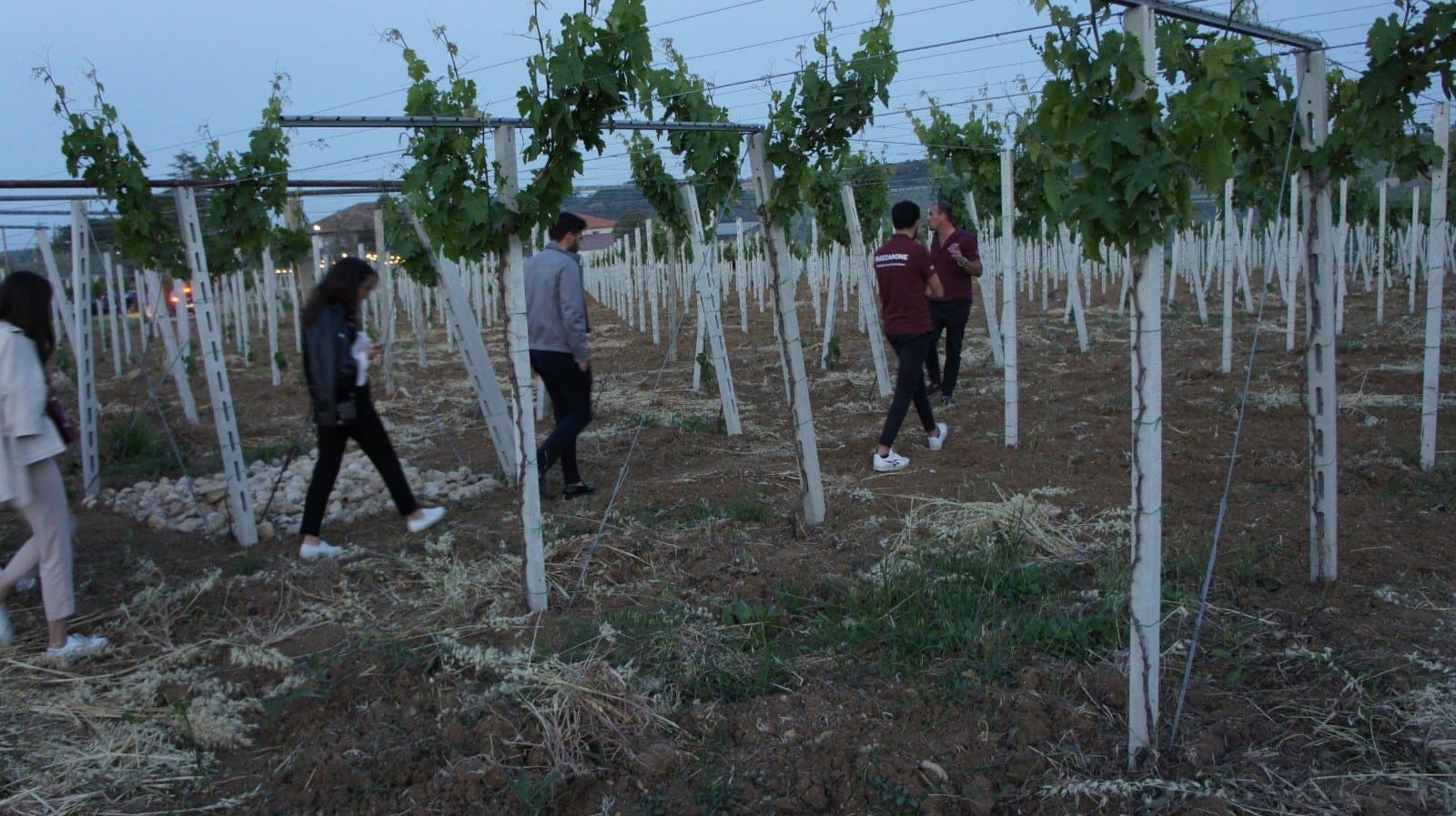 BUZZARONE_vignaiolo in Castelferrato foto 4