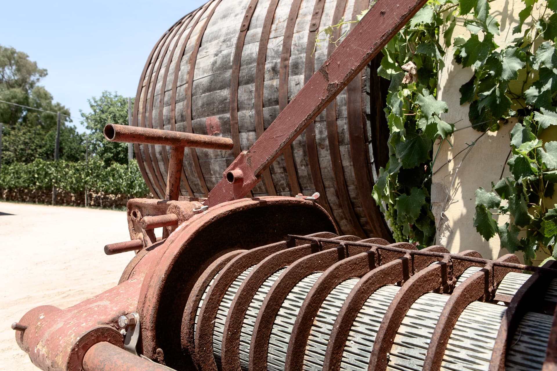 Sicily’s Noto Wine & Olive Oil Tasting at Feudo Ramaddini photo 2