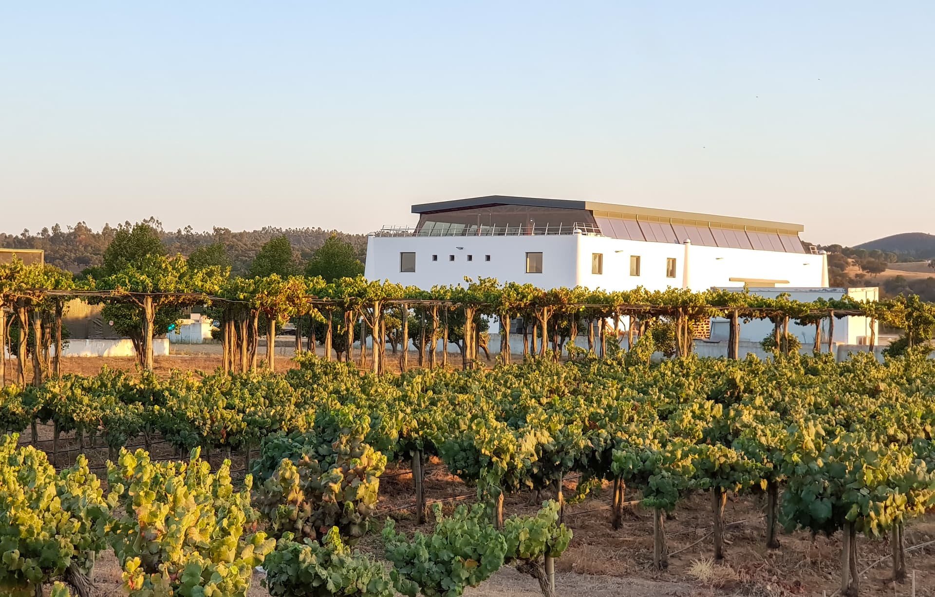 Herdade Canal Caveira photo 2