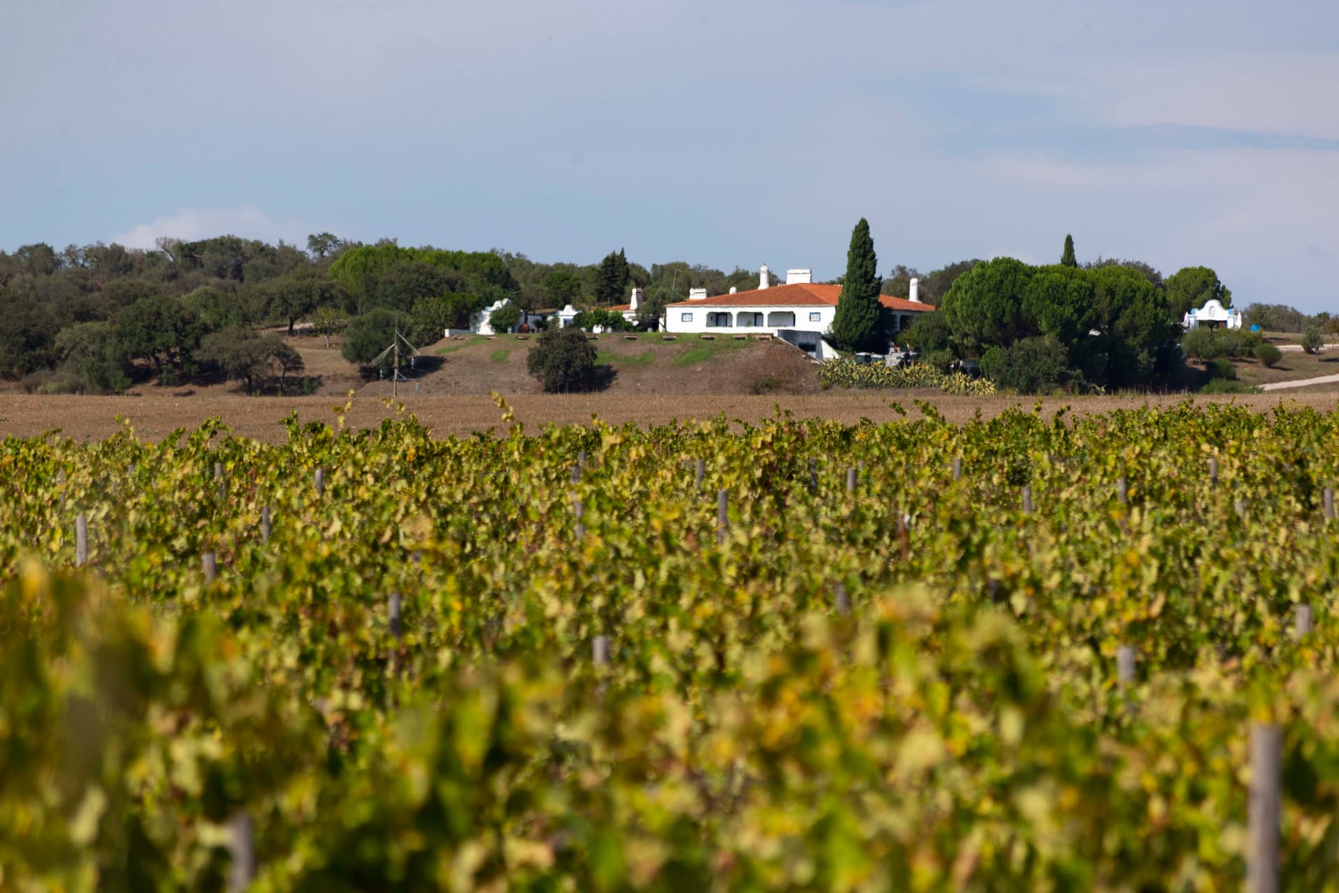 Monte do Pintor Winery Foto 3