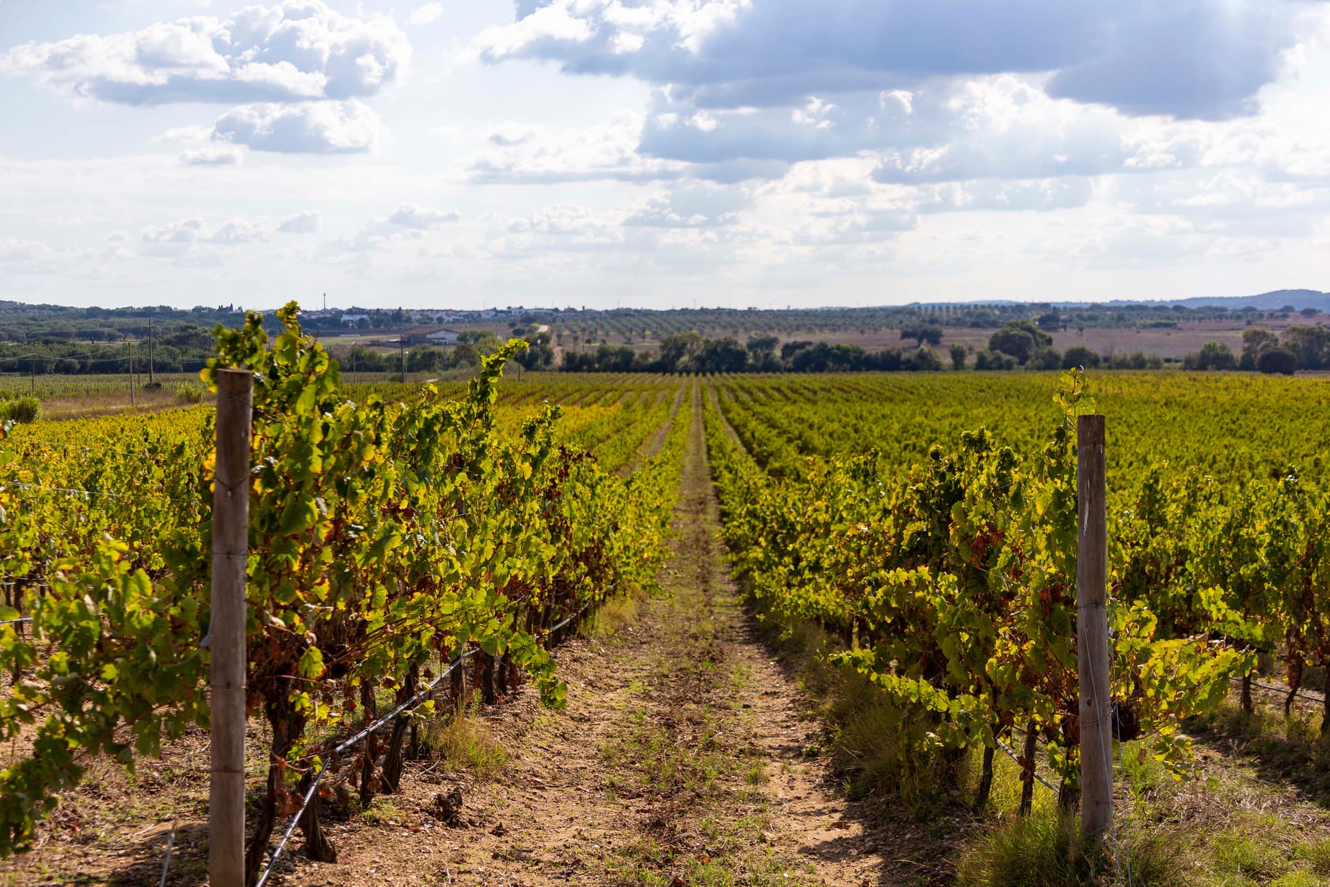 Monte do Pintor Winery Highlight