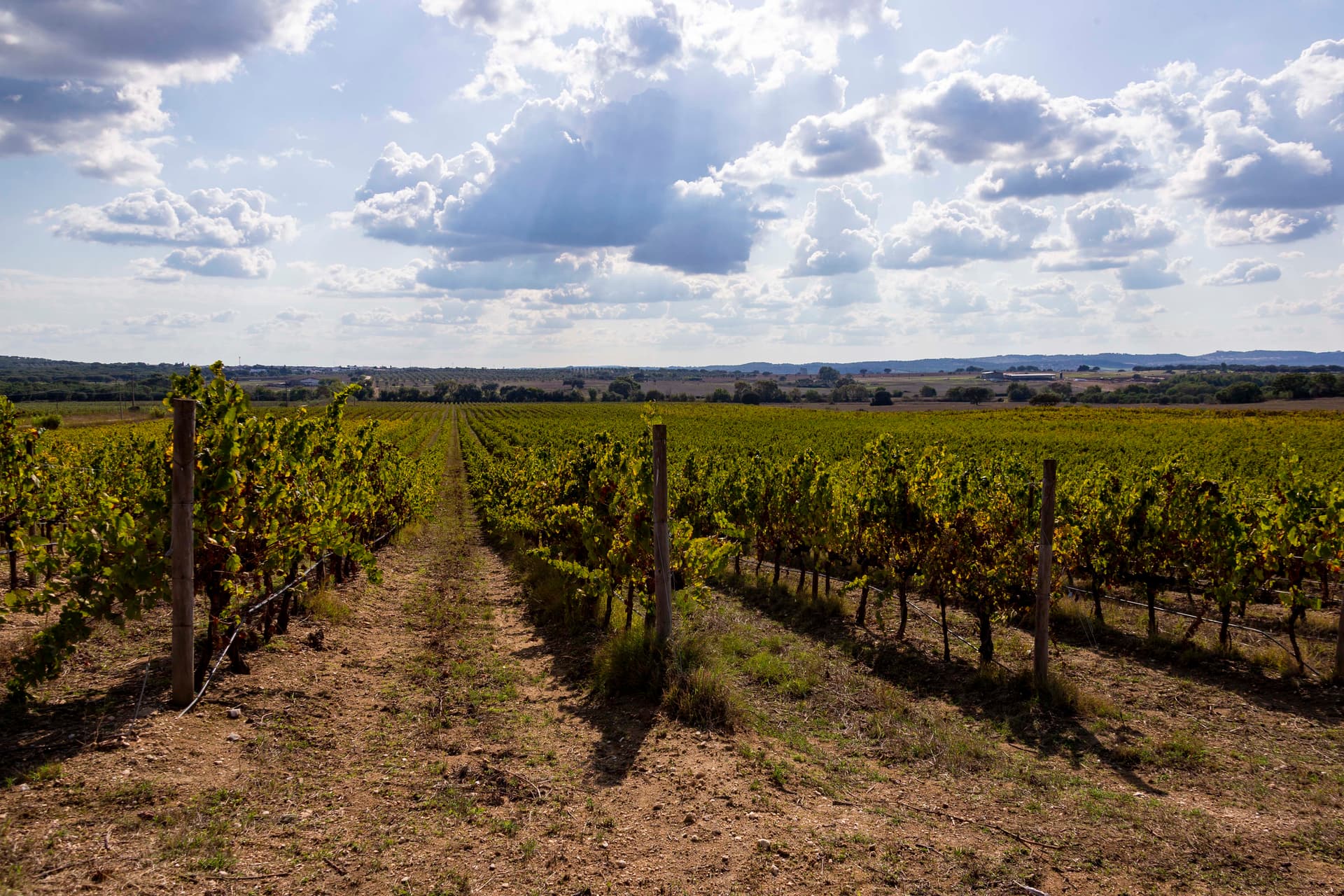 Monte do Pintor Winery Foto 5
