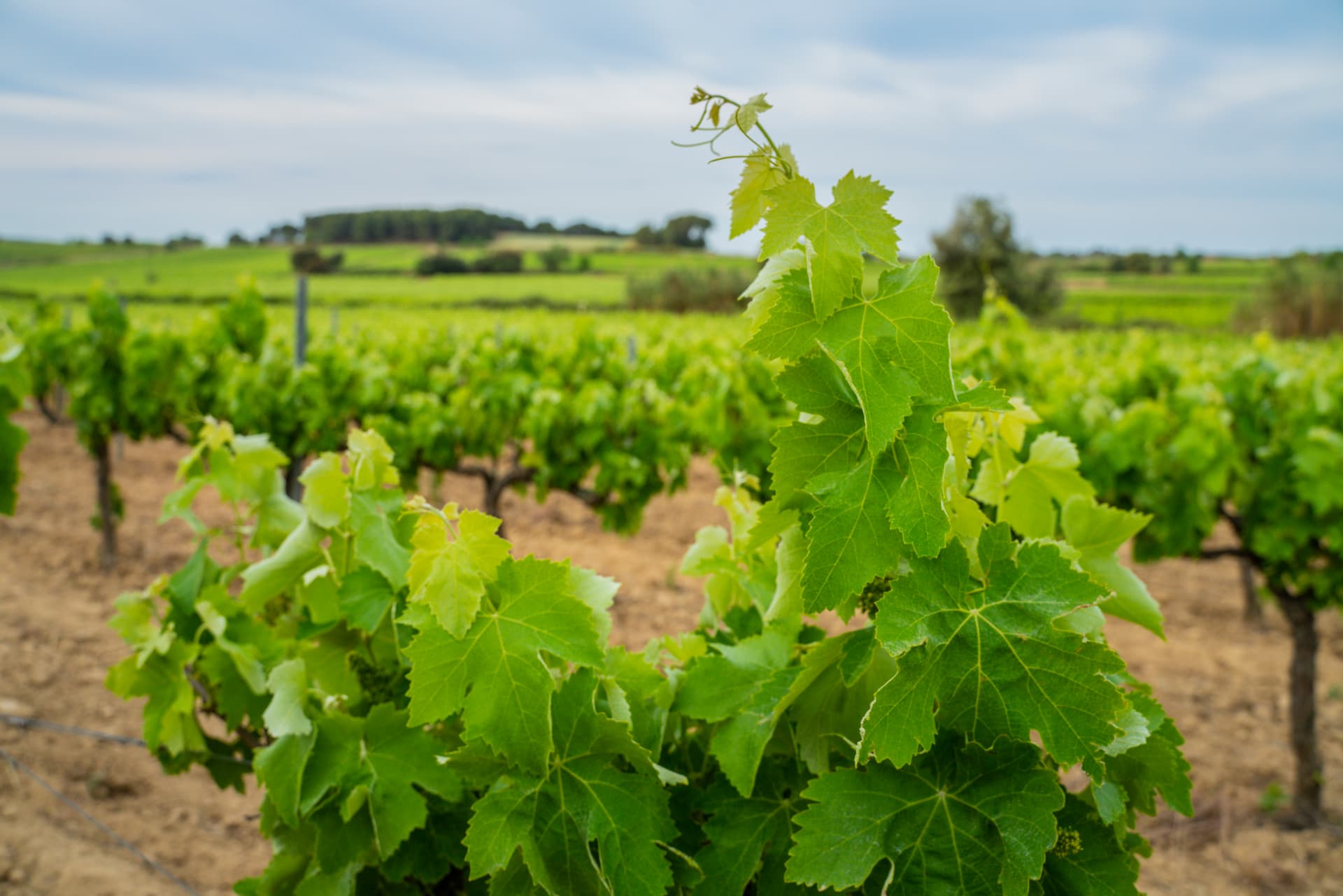 Catalonia's Penedès Wine Journey at Mas Bertran photo 3