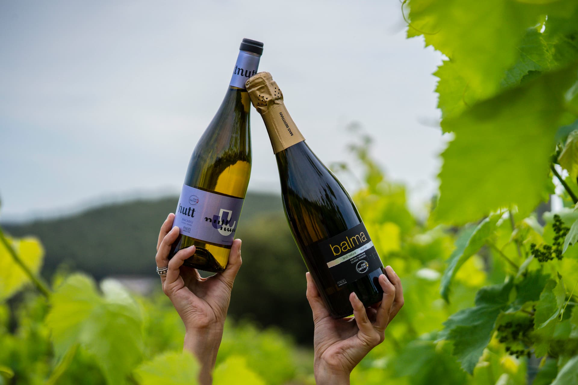 Catalonia's Penedès Wine Journey at Mas Bertran photo 5