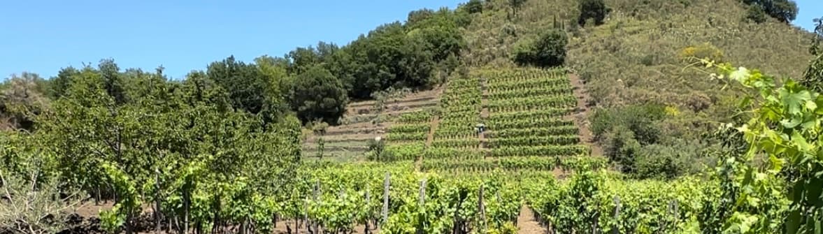 Palmento San Nicolò