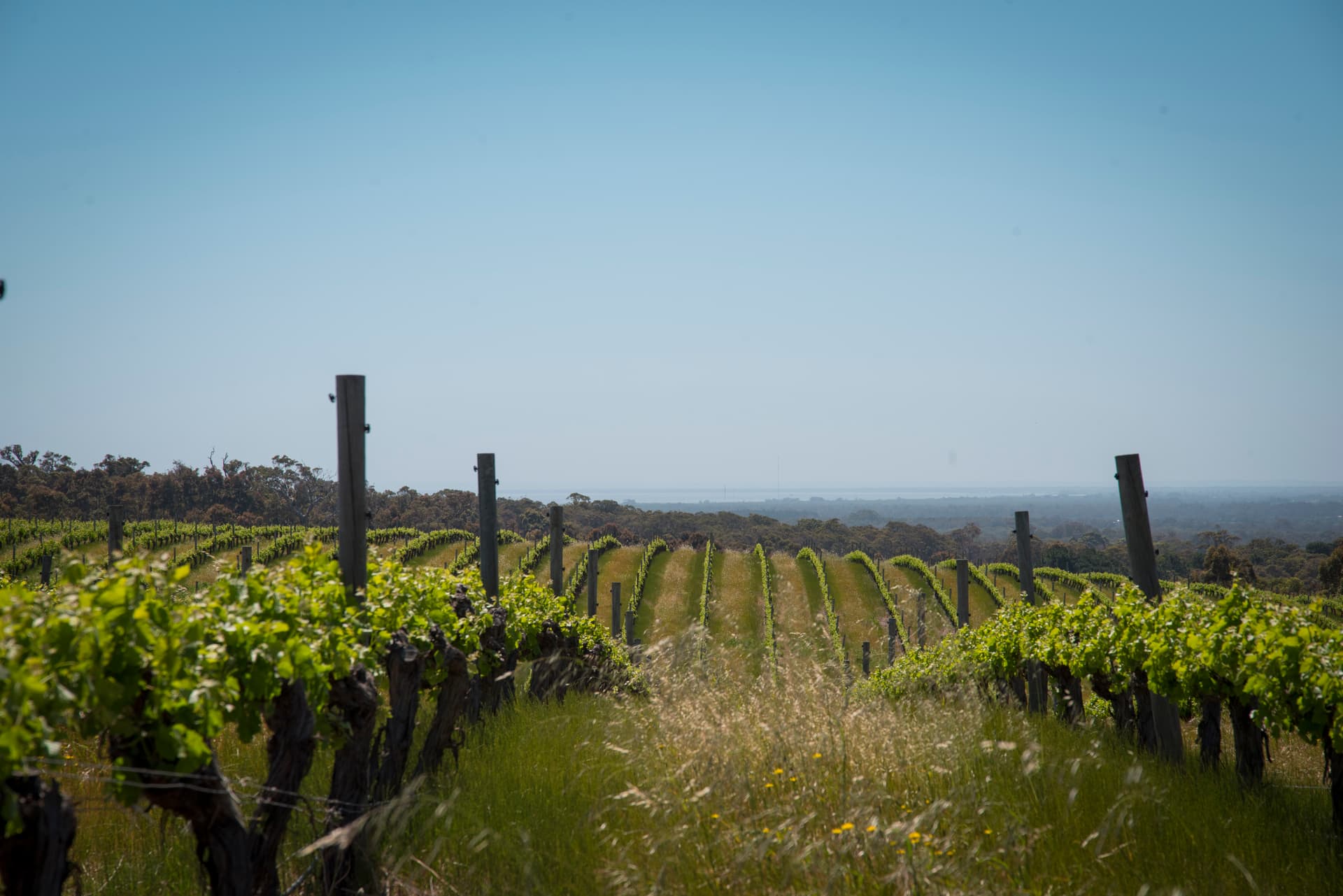 Peccavi Estate highlight
