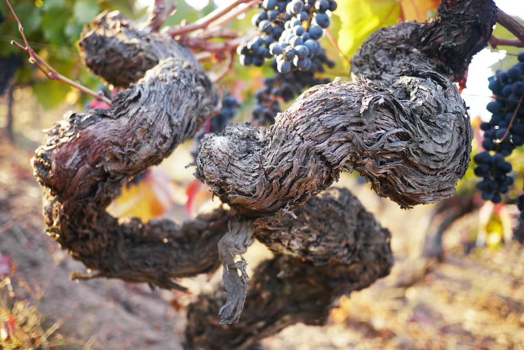 Central Valley Vineyard Tour & Carménère Tasting photo 3
