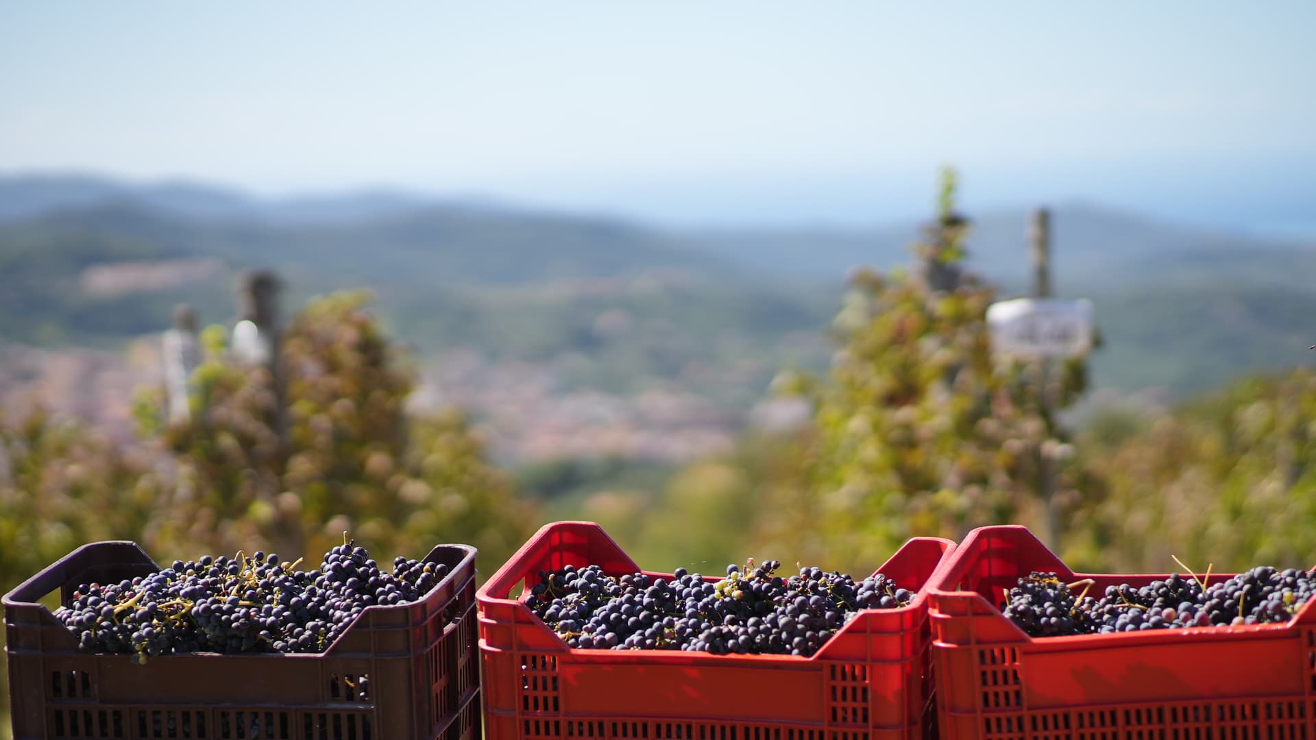 Destaque de Tenuta Vignanova: A New Era in Cilento Winemaking