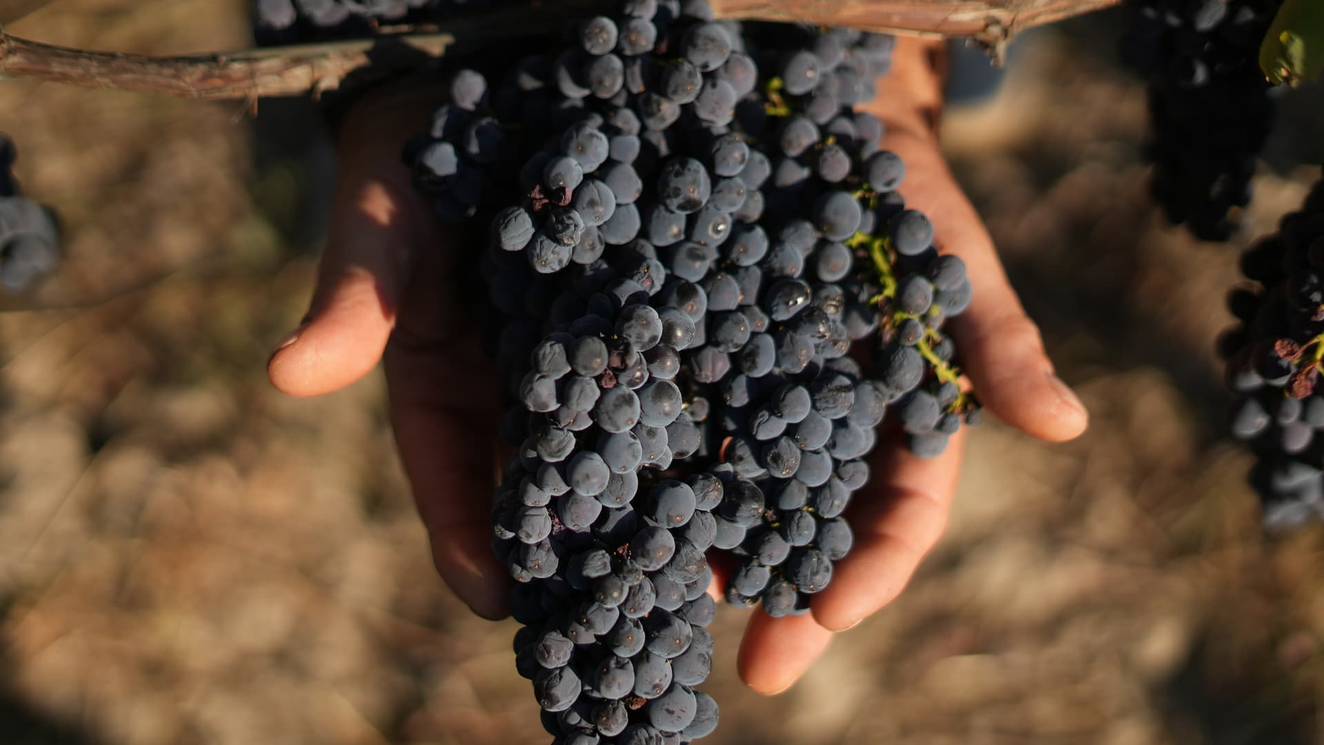 Tenuta Vignanova: A New Era in Cilento Winemaking foto 5