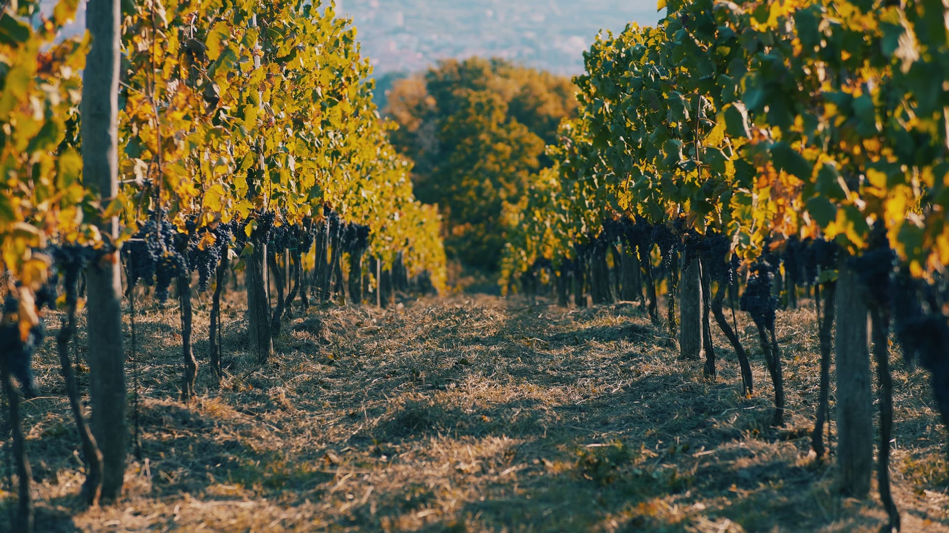 Adopt Your Vine Row with a Vineyard Tour in Campania photo 4