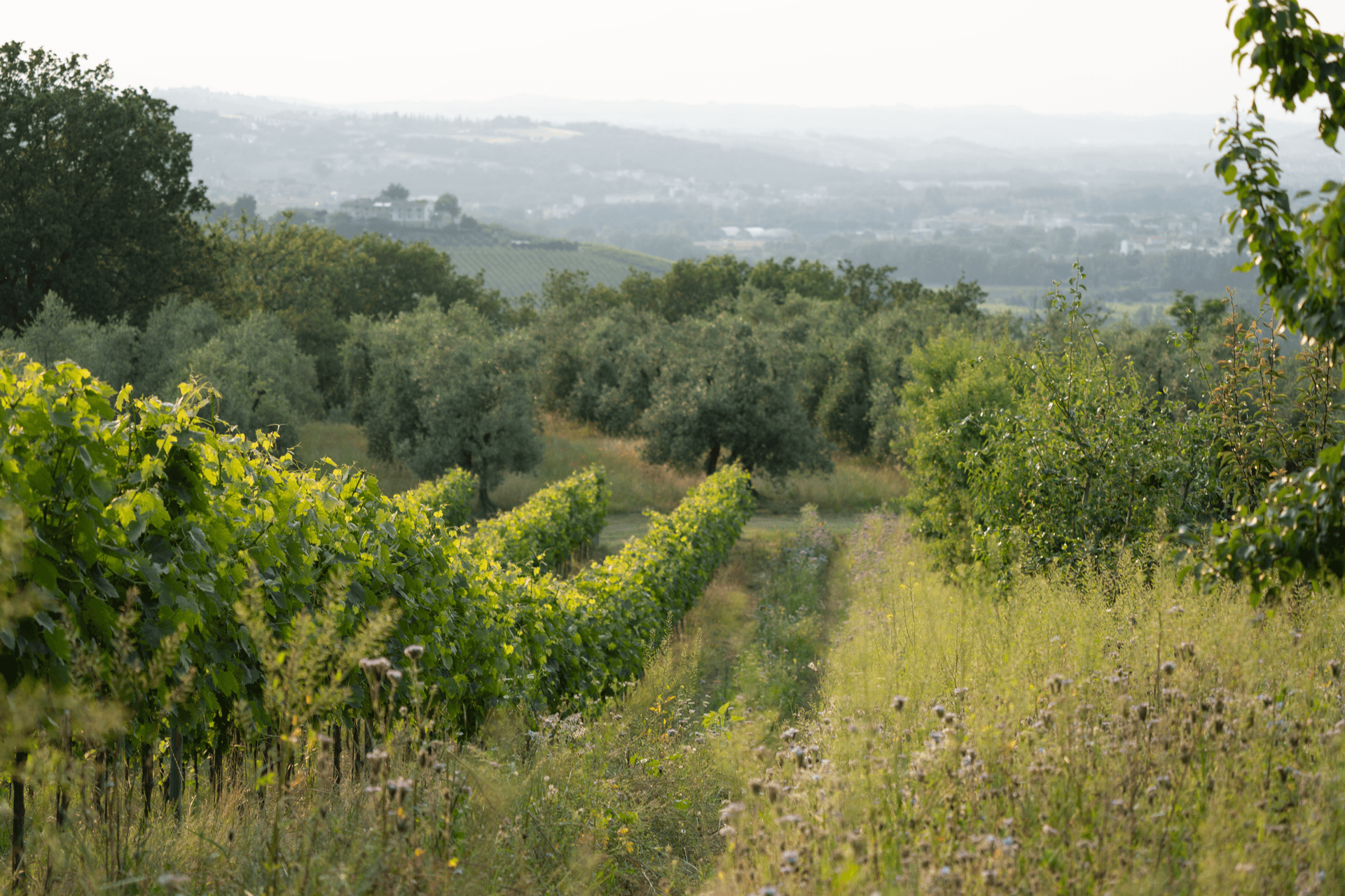 Dégustation de vins "Giovinezza Pomeriggio" à la Casa Lucii photo 4