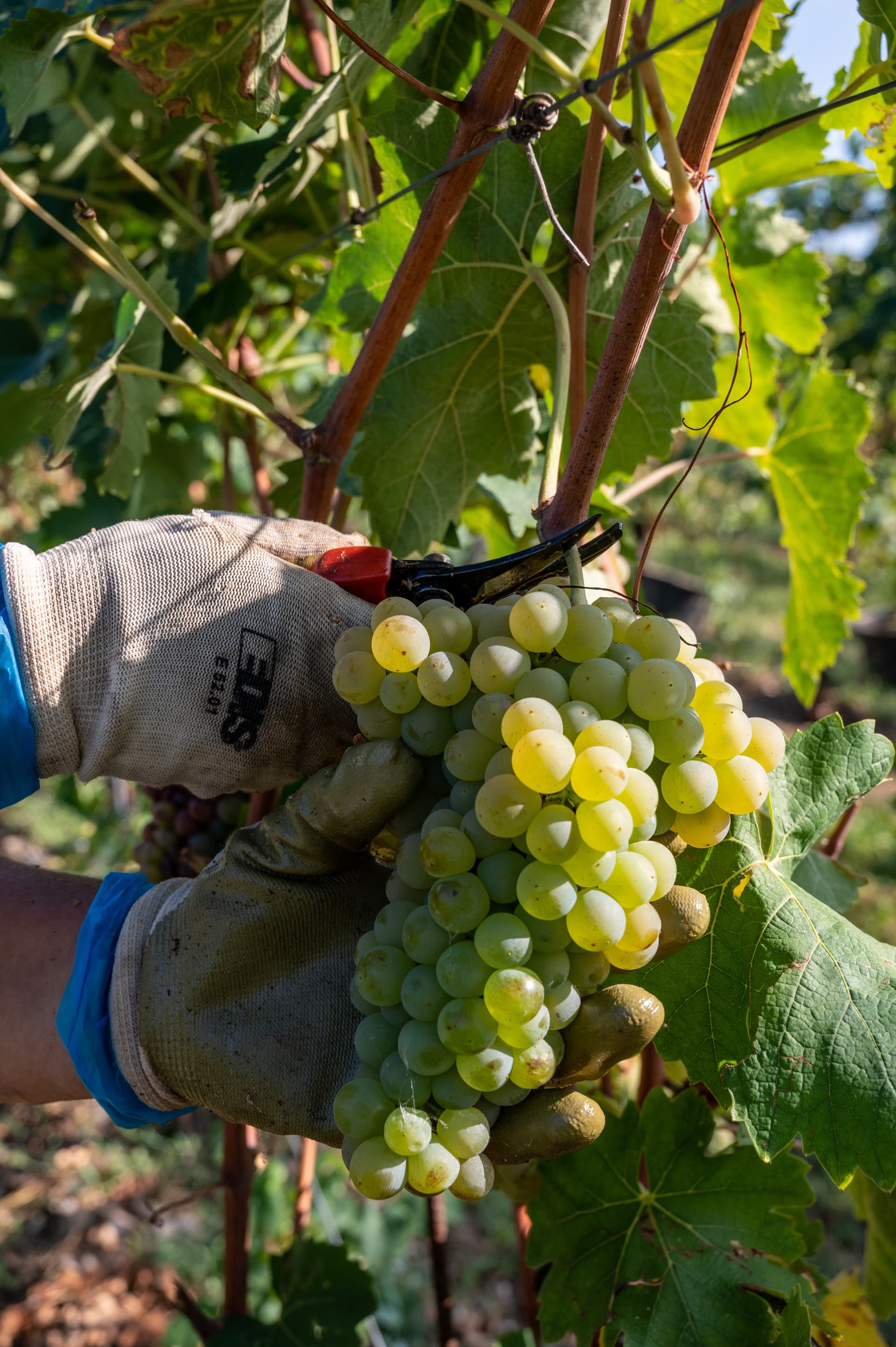 Weinprobe und Tour im Le Morette Di Valerio Zenato