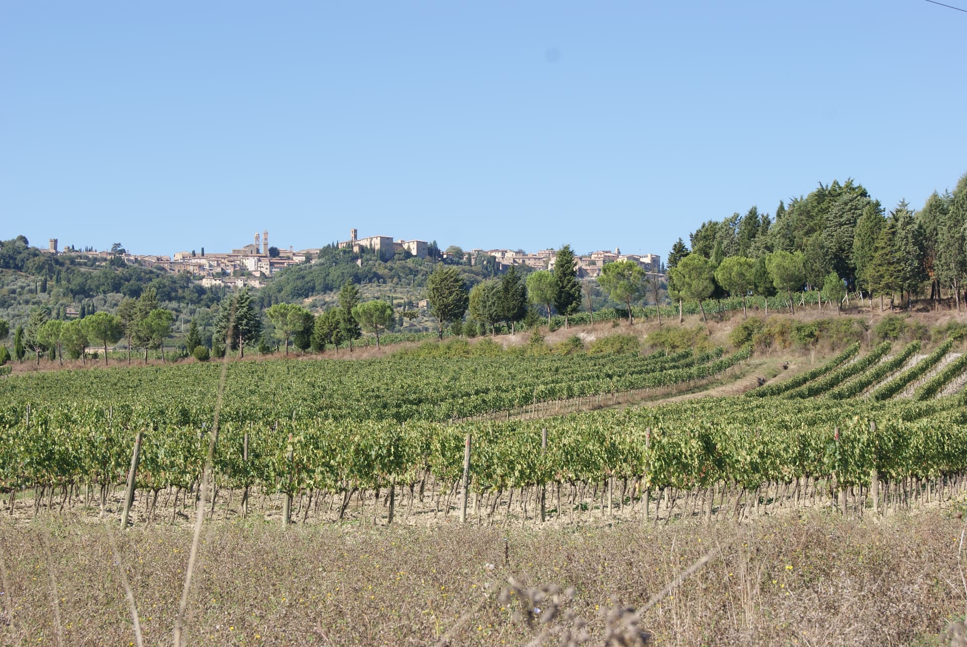 Lazzeretti Winery photo 3