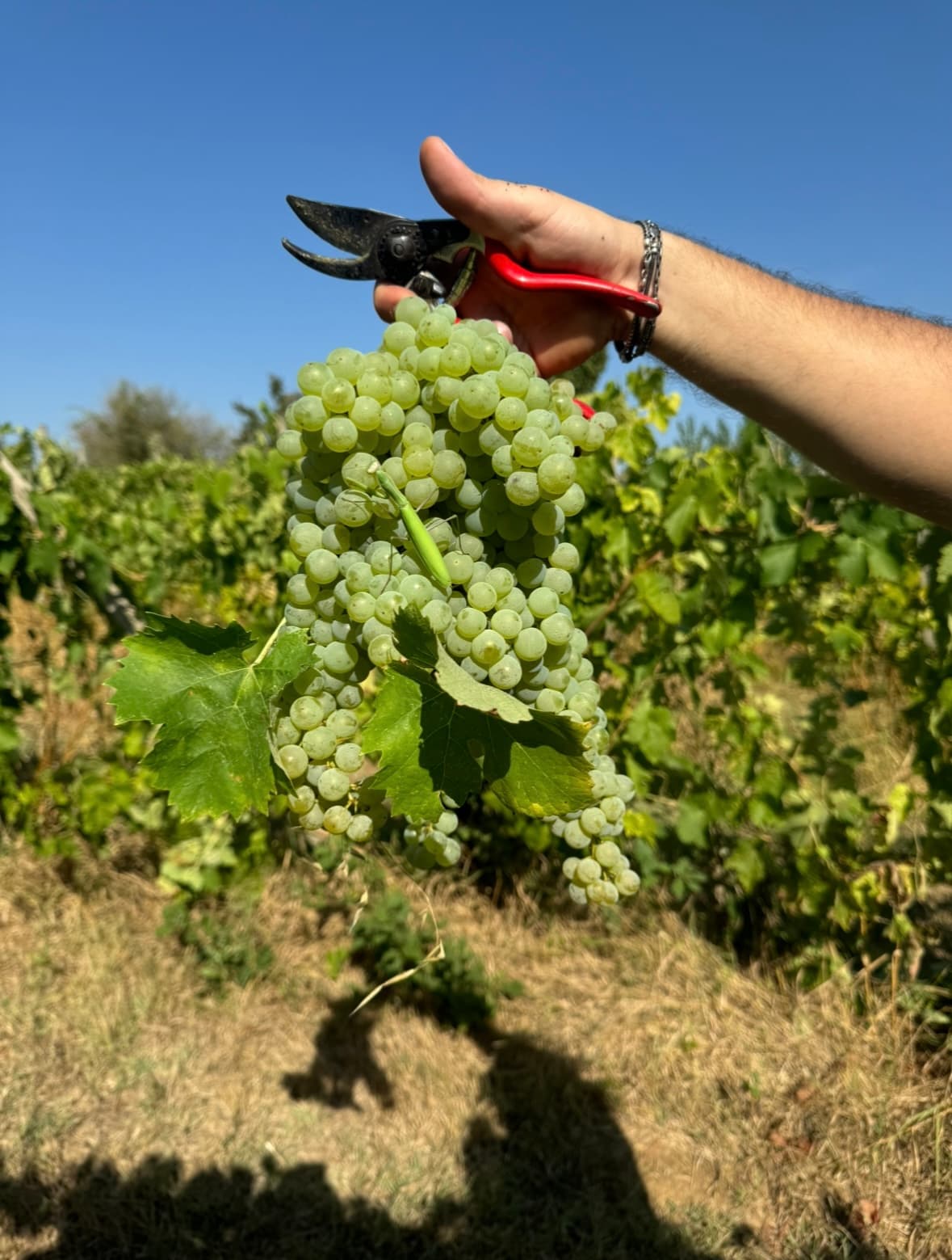 Walk Tuscan vineyards and Taste artisan wines include Passito photo 5