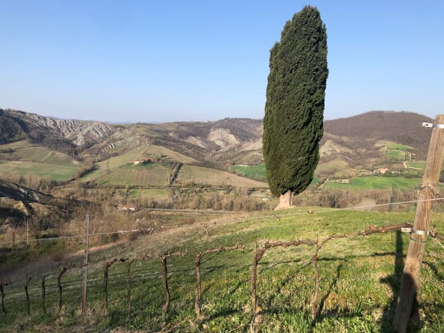 Cantina Tomisa