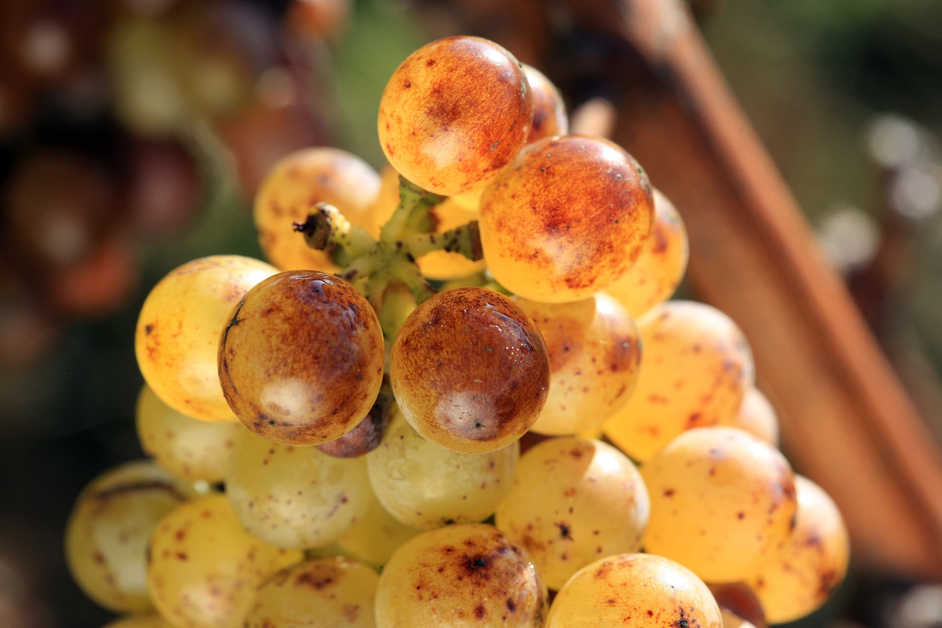 Loire Valley Eco-Vineyard Tasting Adventure photo 4