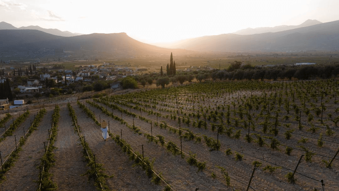 Barafakas Winery foto 2