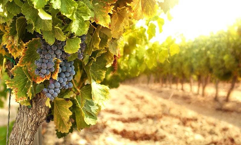 Weinbergbesuch und Verkostung | Domaine de Cardon