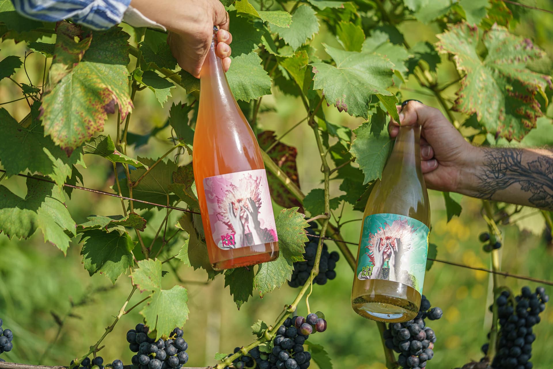 Destaque de Kosmos Winery