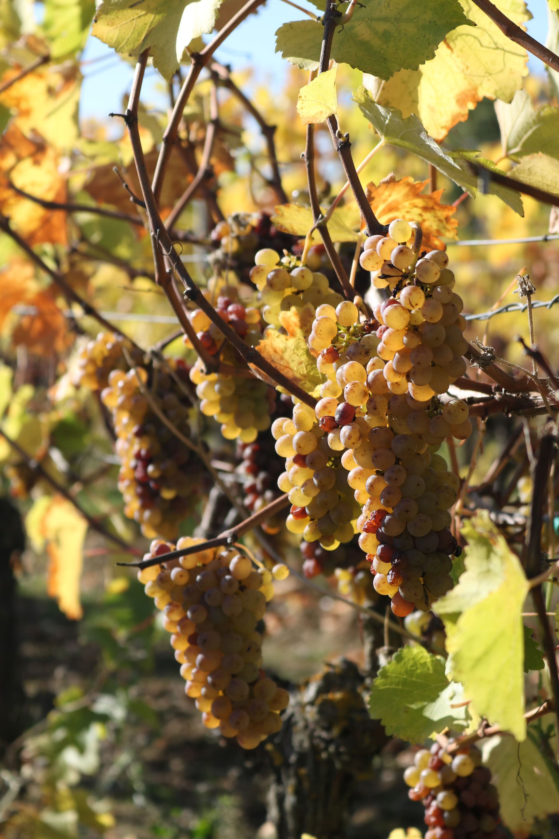 Domaine de la Grézille Highlight