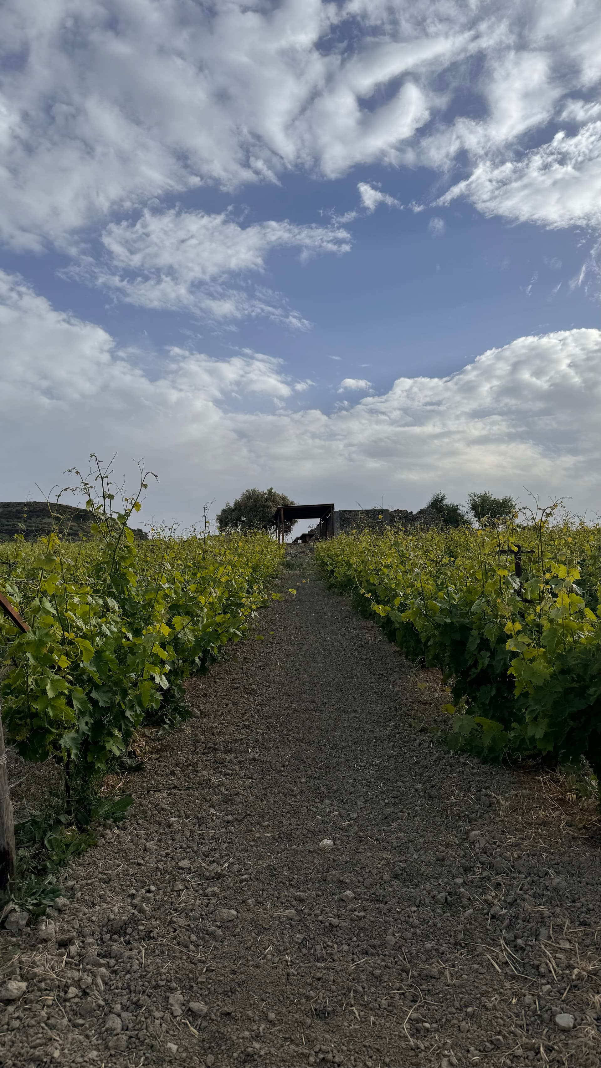 Tour zu einheimischen Sorten im Weingut Fragospito Foto 4