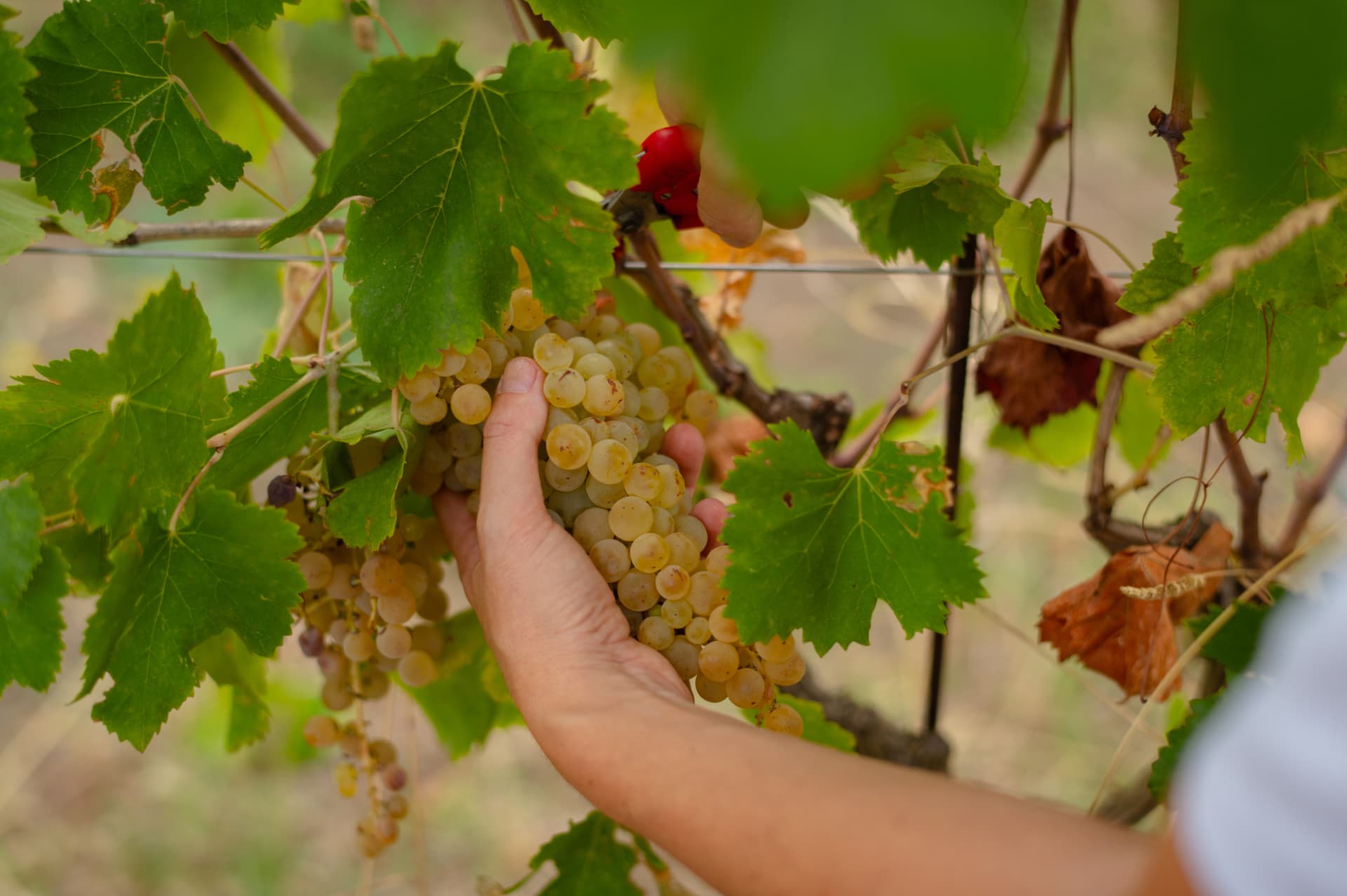 Tour de vinhos com degustação e almoço