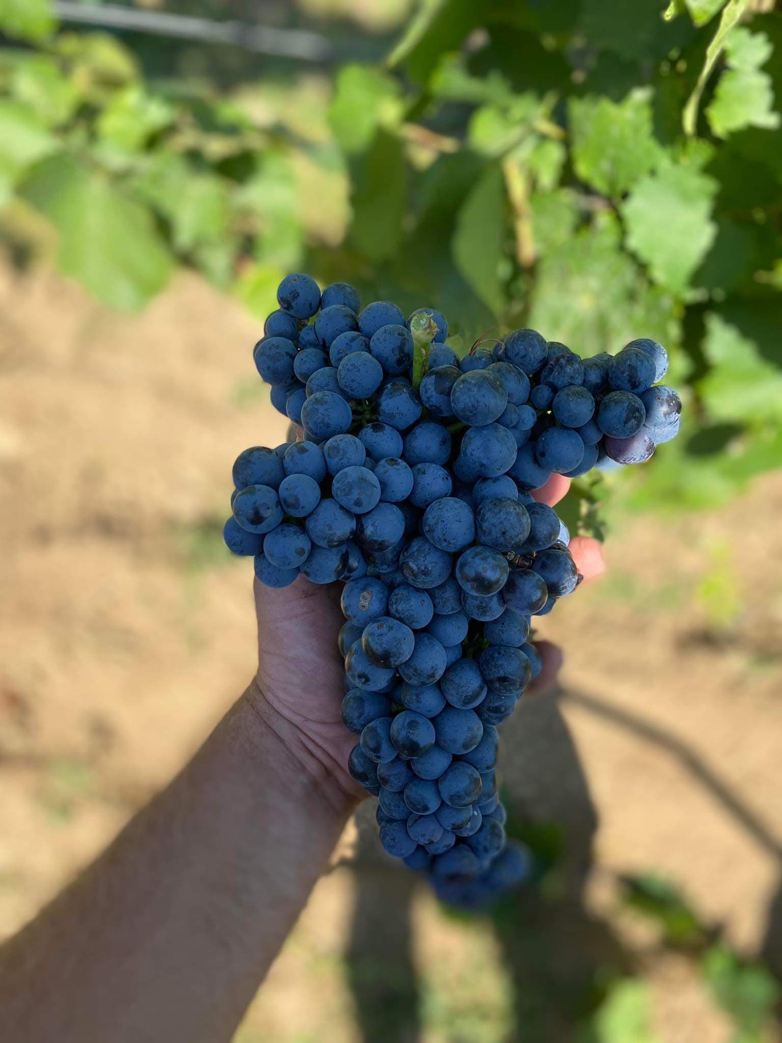 Burgenland Wine Journey at Weingut Schandl