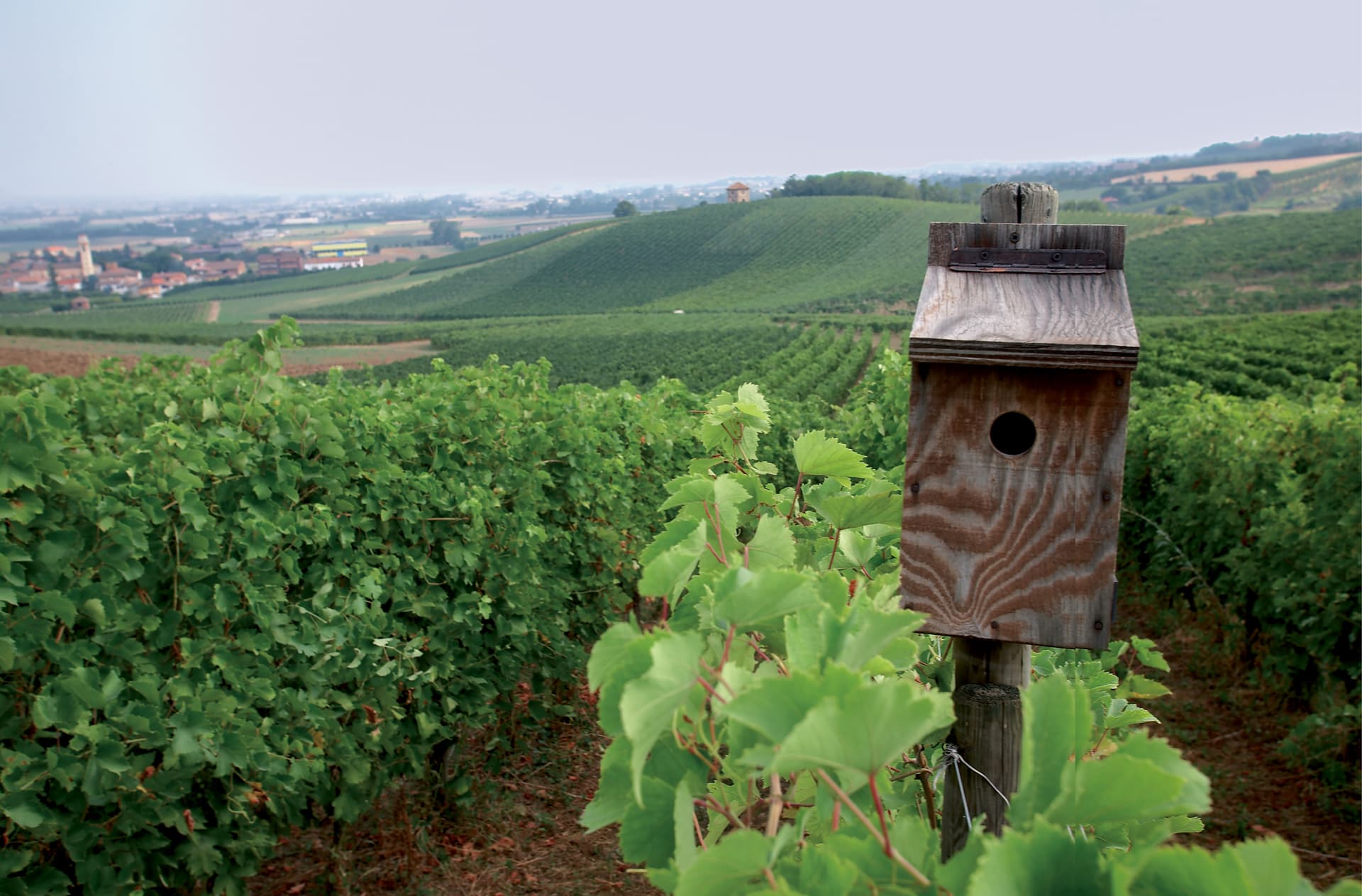 Azienda Agricola Montelio