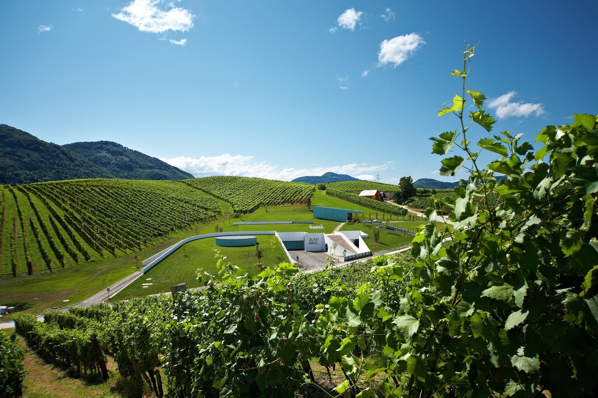 Zlati grič Winery photo 2