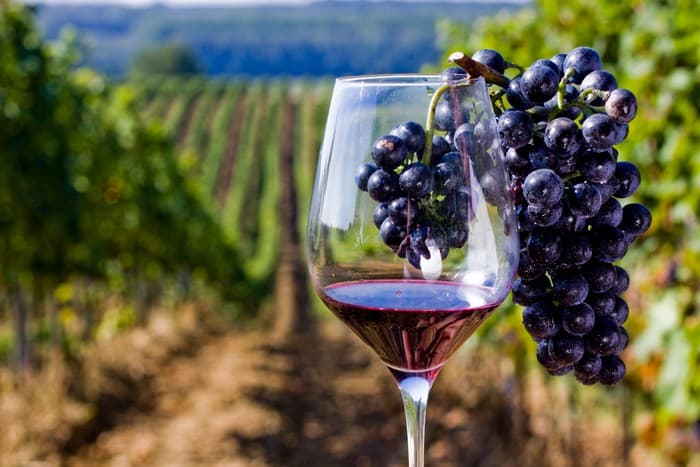 Wine tasting with a snack of local products photo 4