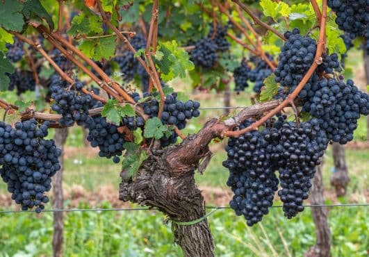 Delight in 5 Organic Tuscan Wines & Country Lunch photo 5