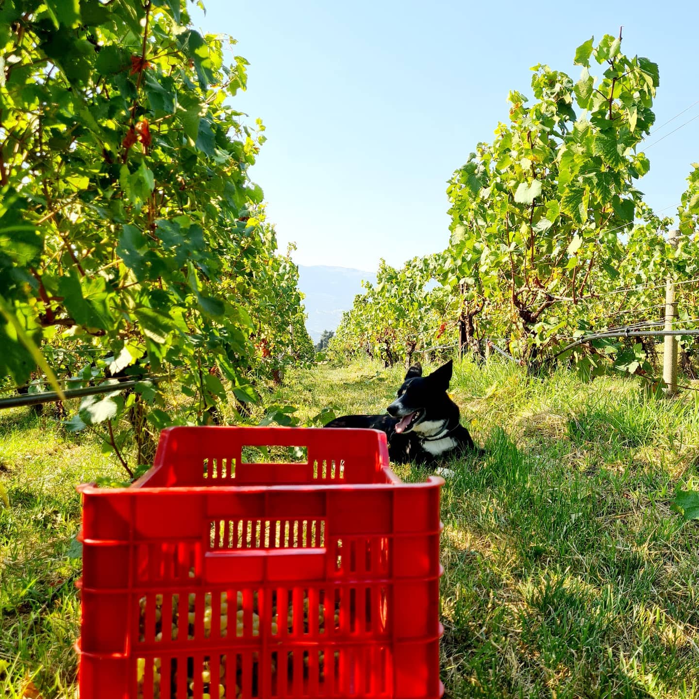 Balter Winery photo 2
