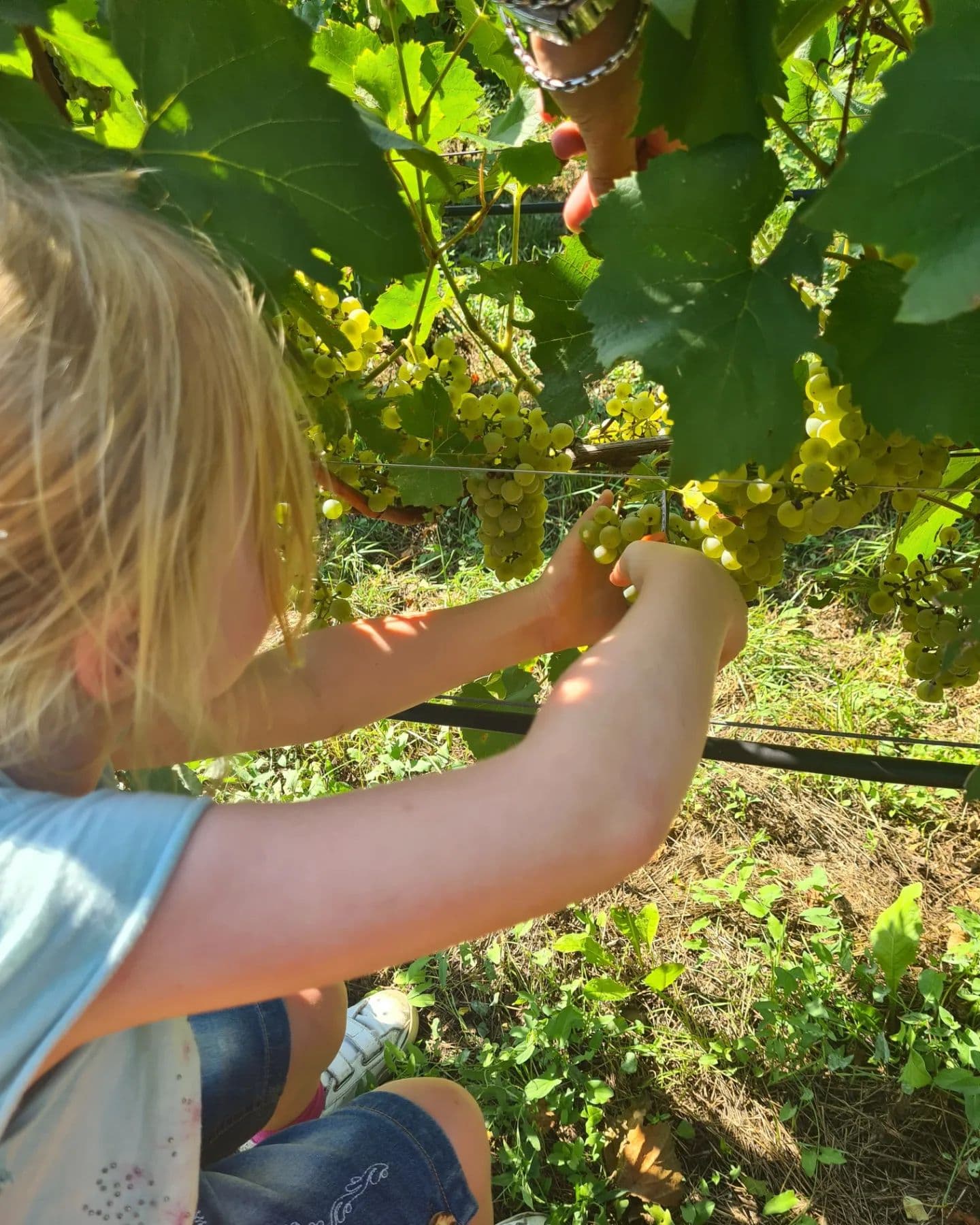 Balter Winery photo 3