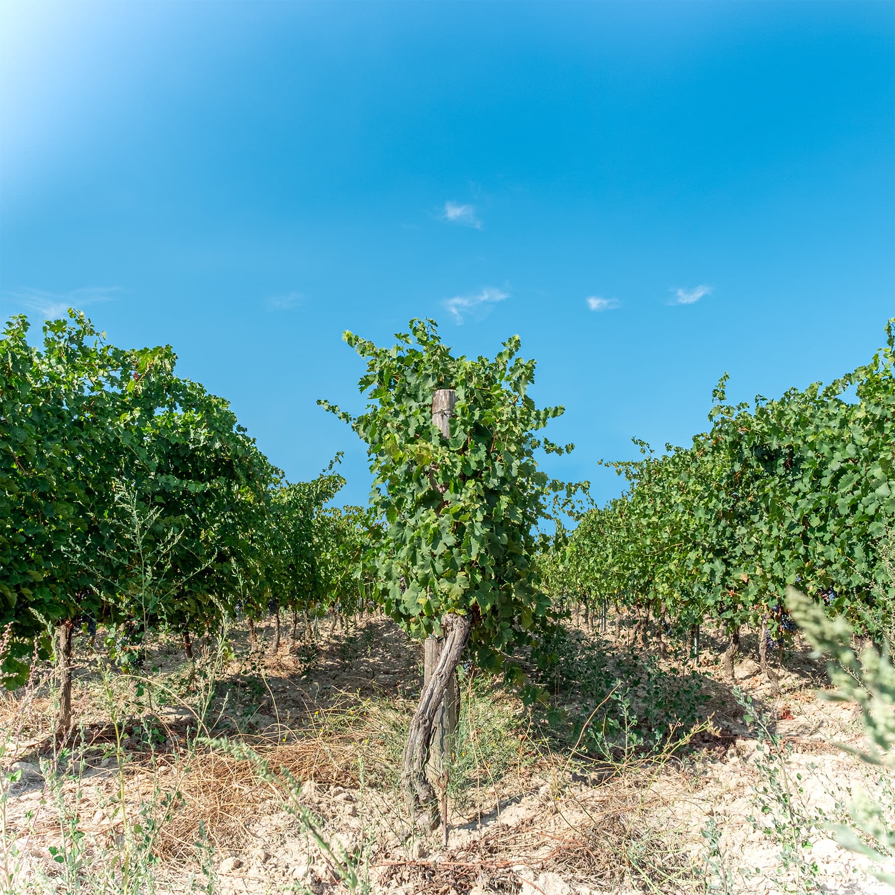 Podere 29 foto 4