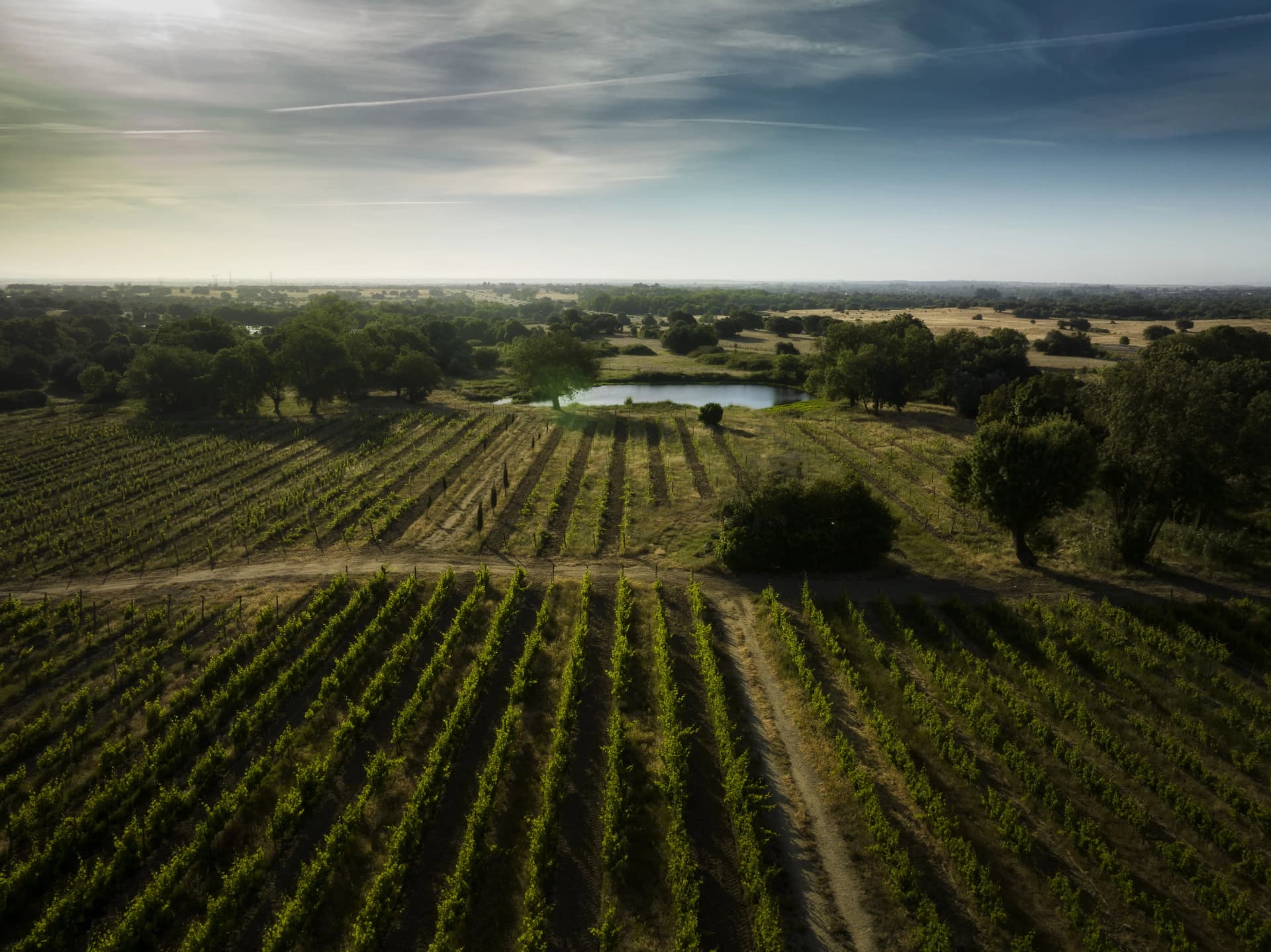 Fitapreta | New & Old Vineyards foto 4