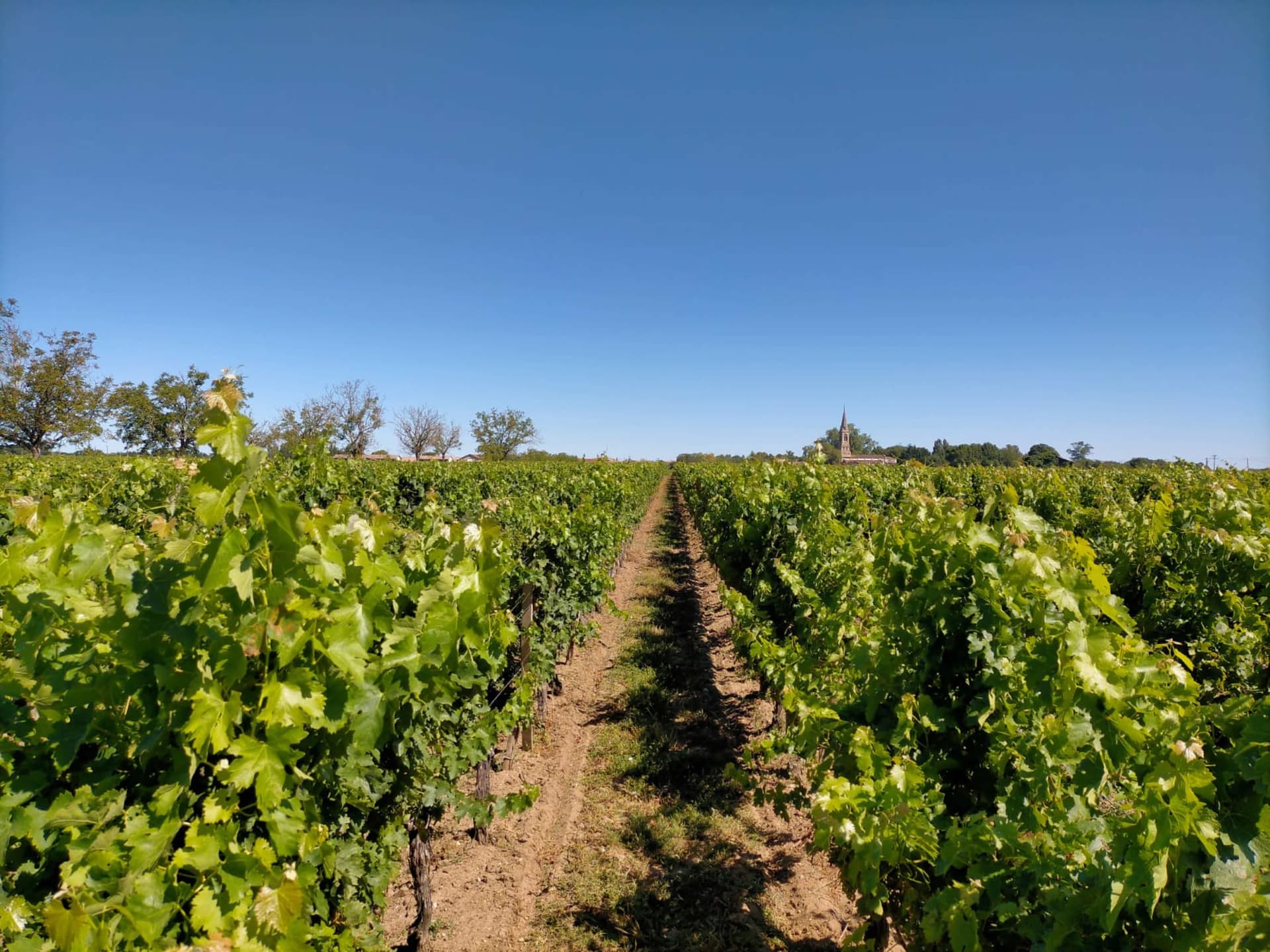 Château Lamothe-Cissac: A Médoc Gem Highlight