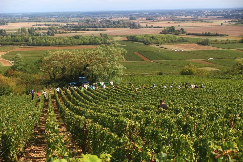 Domaine Yves Boyer Martenot foto 1