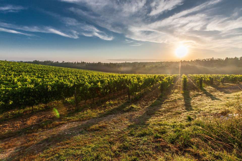 Le jour des vendanges : Un de vos rêves d'enfant devient réalité au Champagne J. de Telmont