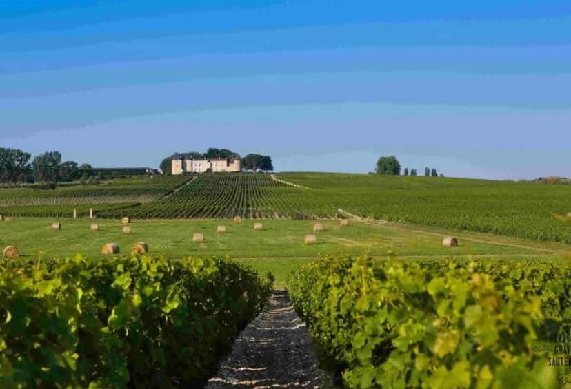 Wine Tasting and Vineyard Adventure at Château Bardins