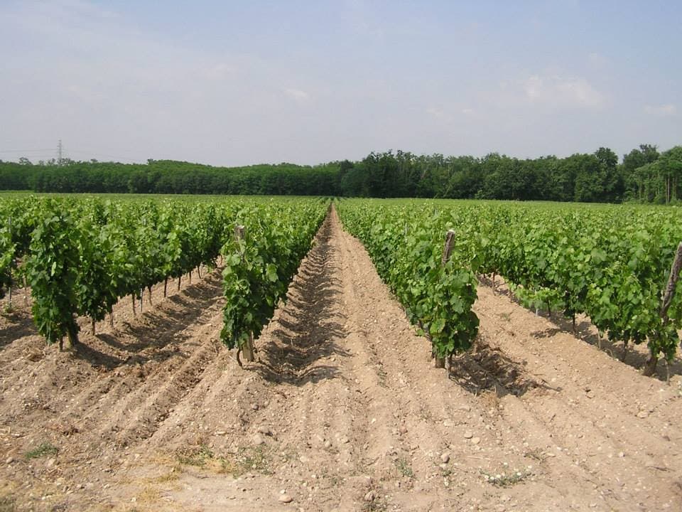 Bordeaux: Château Vénus Wine Tour & Tasting
