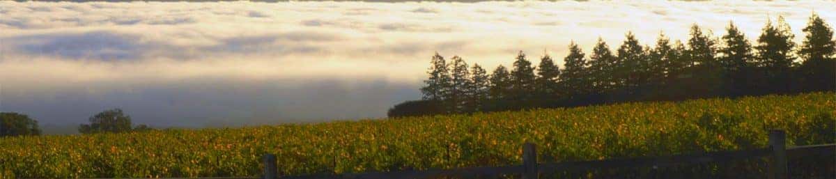 Landschaft einer Weinregion