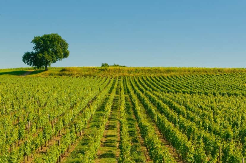 Südwestfrankreich Weinregion des Landes
