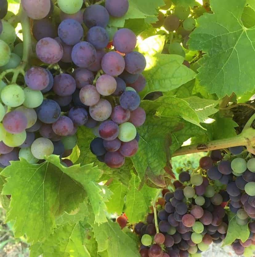 Explorar todas as provas de vinho em Côtes de Blaye