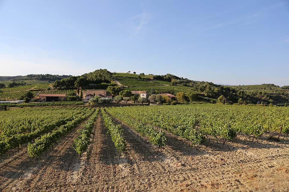 Cata de vinos y visita guiada al Domaine des Girasols
