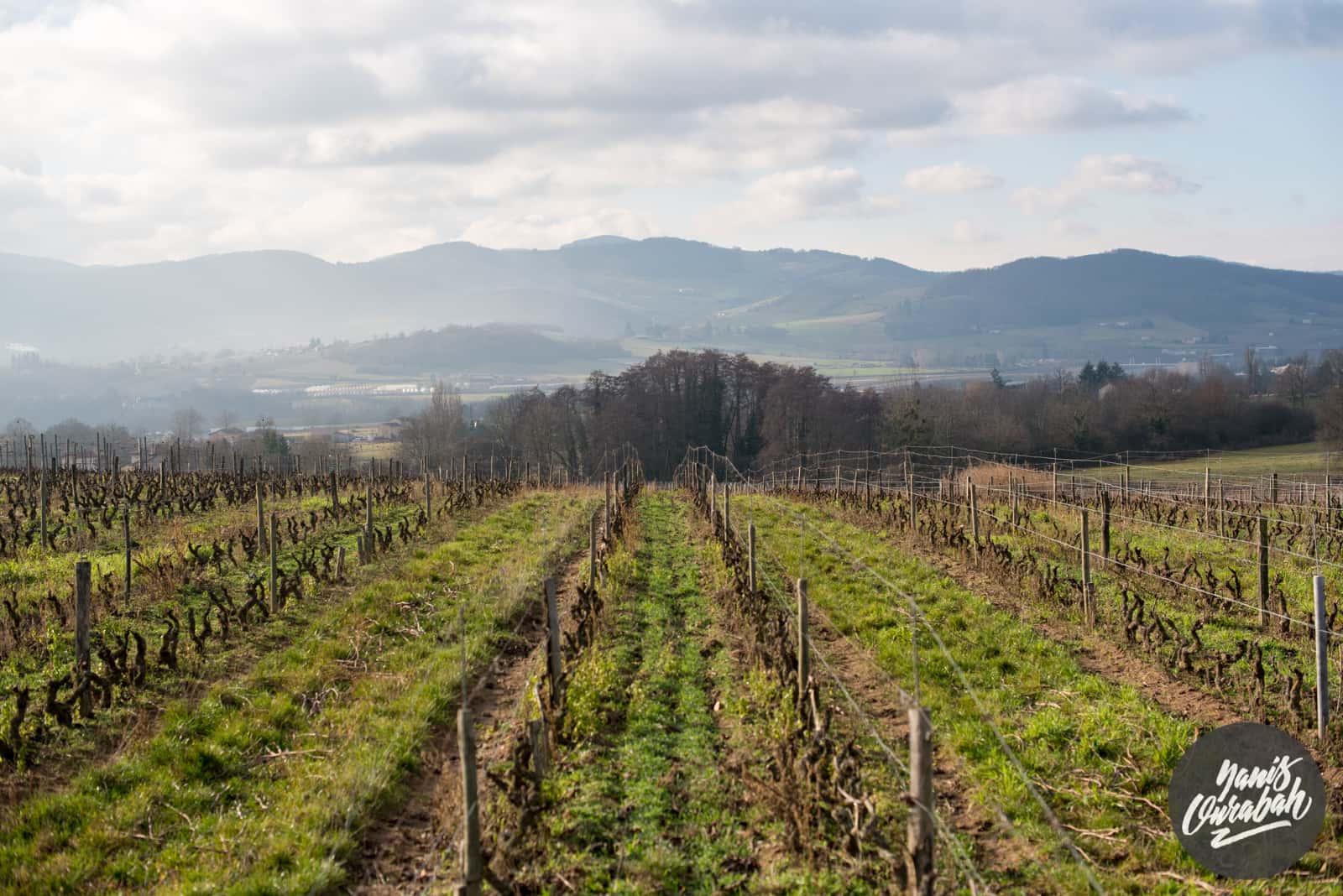 Degustazione di vini e visita al Domaine du Crêt de Bine