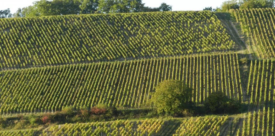 Vignoble Angst Foto 1