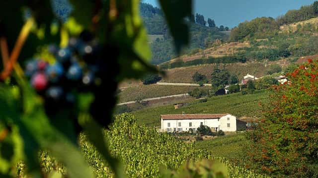 Domaine Joncy