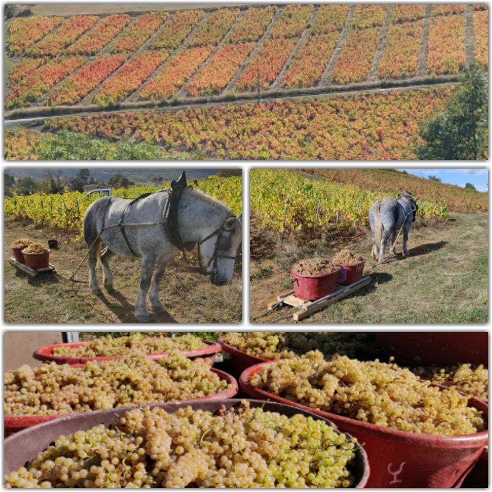Degustação de vinhos e tour no Domaine Joncy