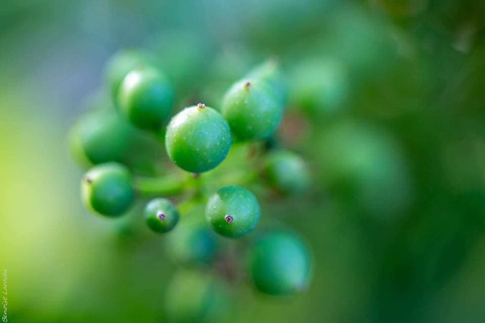 Champagne Mangin et Fils