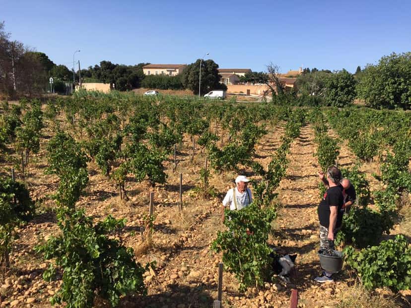 Wine Tasting and Tour at Domaine l’Or de Line